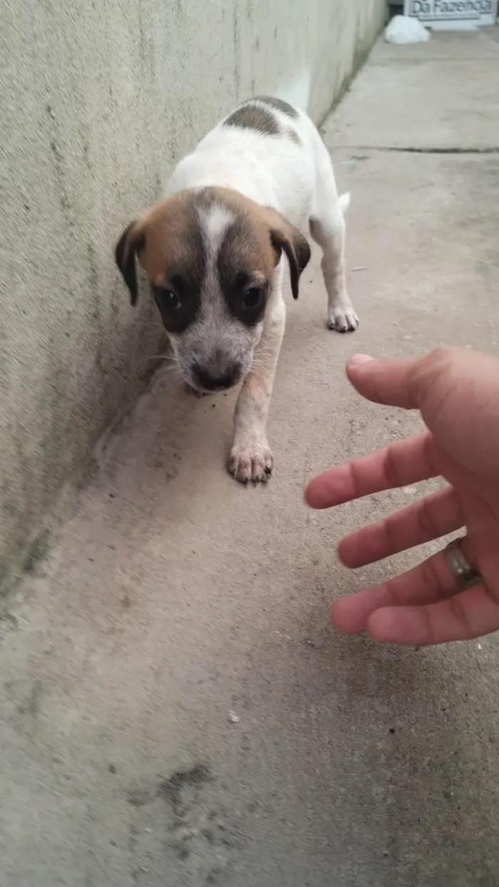 Cachorro ra a SRD-ViraLata idade 2 a 6 meses nome Lizie