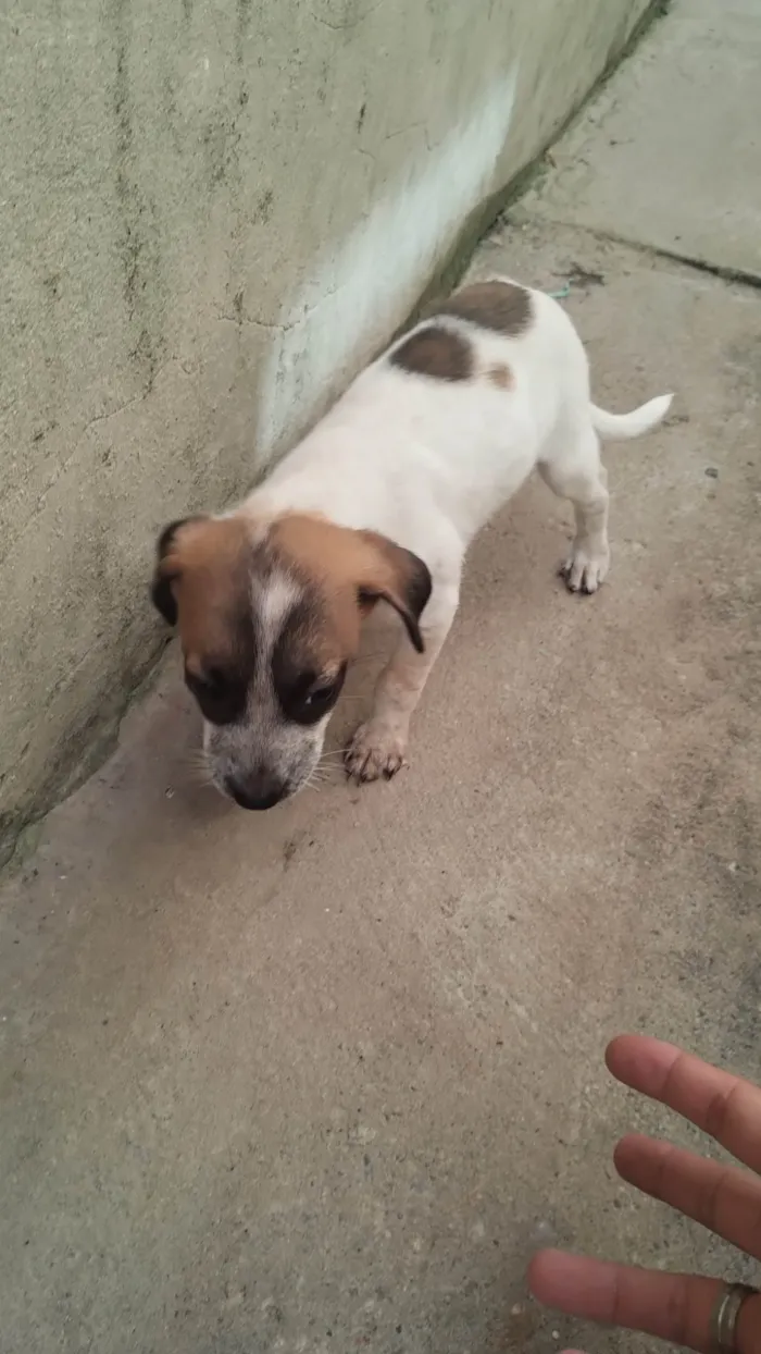 Cachorro ra a SRD-ViraLata idade 2 a 6 meses nome Lizie