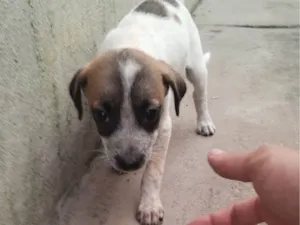 Cachorro raça SRD-ViraLata idade 2 a 6 meses nome Lizie