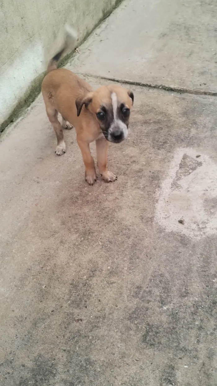 Cachorro ra a SRD-ViraLata idade 2 a 6 meses nome Ada