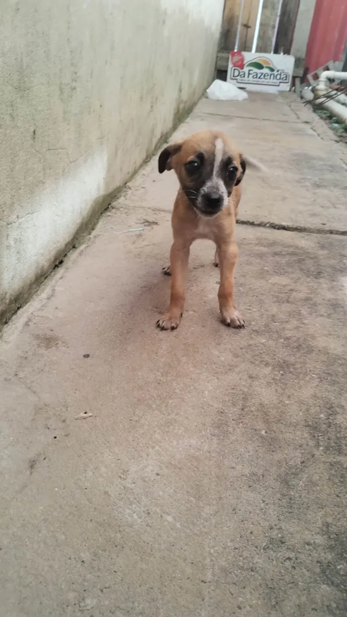 Cachorro ra a SRD-ViraLata idade 2 a 6 meses nome Ada