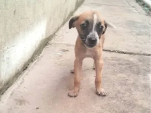 Cachorro raça SRD-ViraLata idade 2 a 6 meses nome Ada