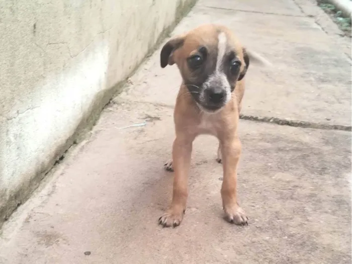 Cachorro ra a SRD-ViraLata idade 2 a 6 meses nome Ada