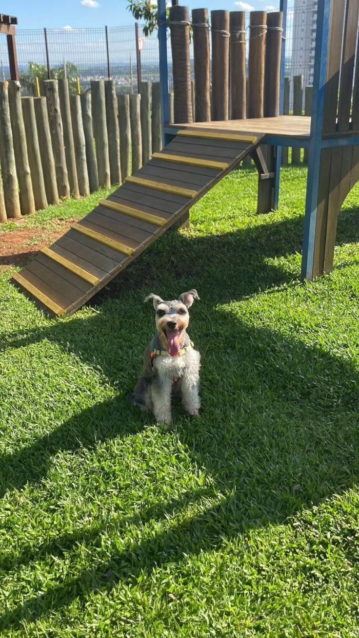 Cachorro ra a Shnauzer idade 4 anos nome Otto