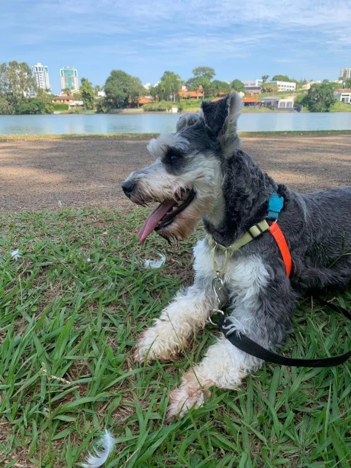 Cachorro ra a Shnauzer idade 4 anos nome Otto