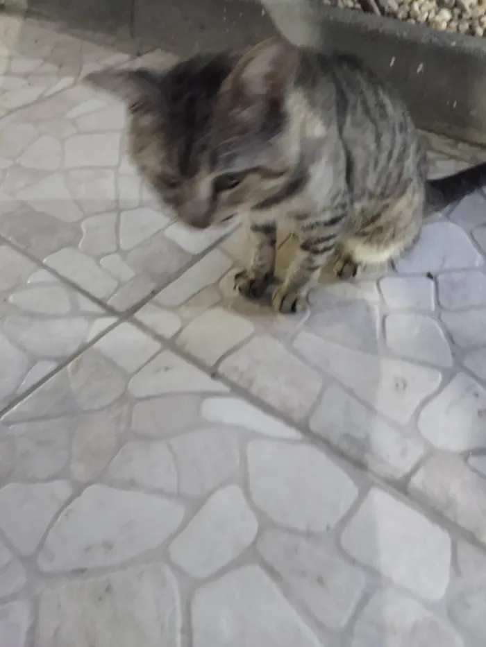 Gato ra a SRD-ViraLata idade 4 anos nome Fofinho