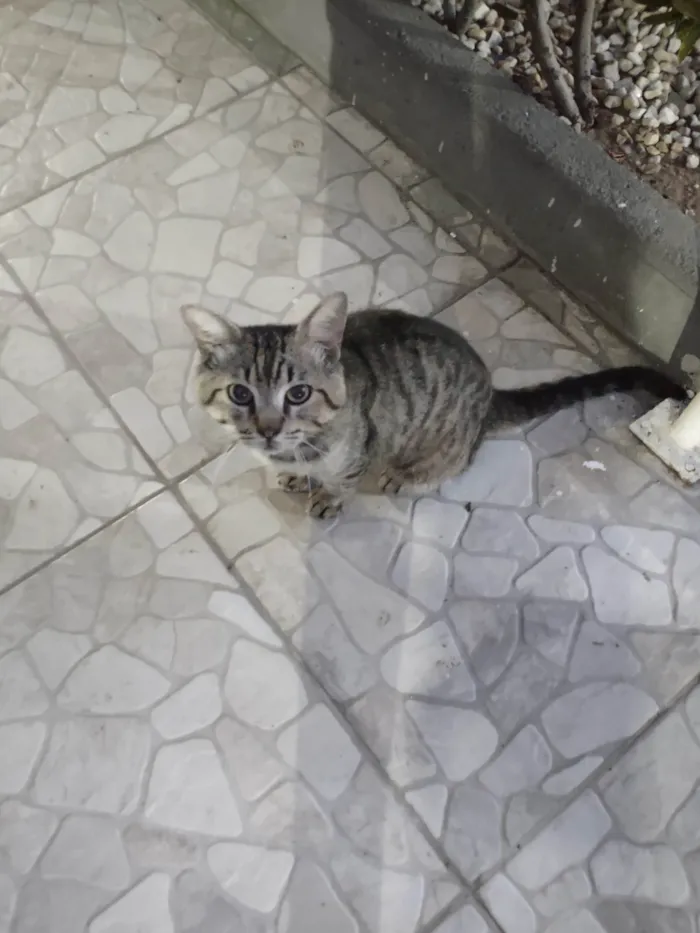 Gato ra a SRD-ViraLata idade 4 anos nome Fofinho