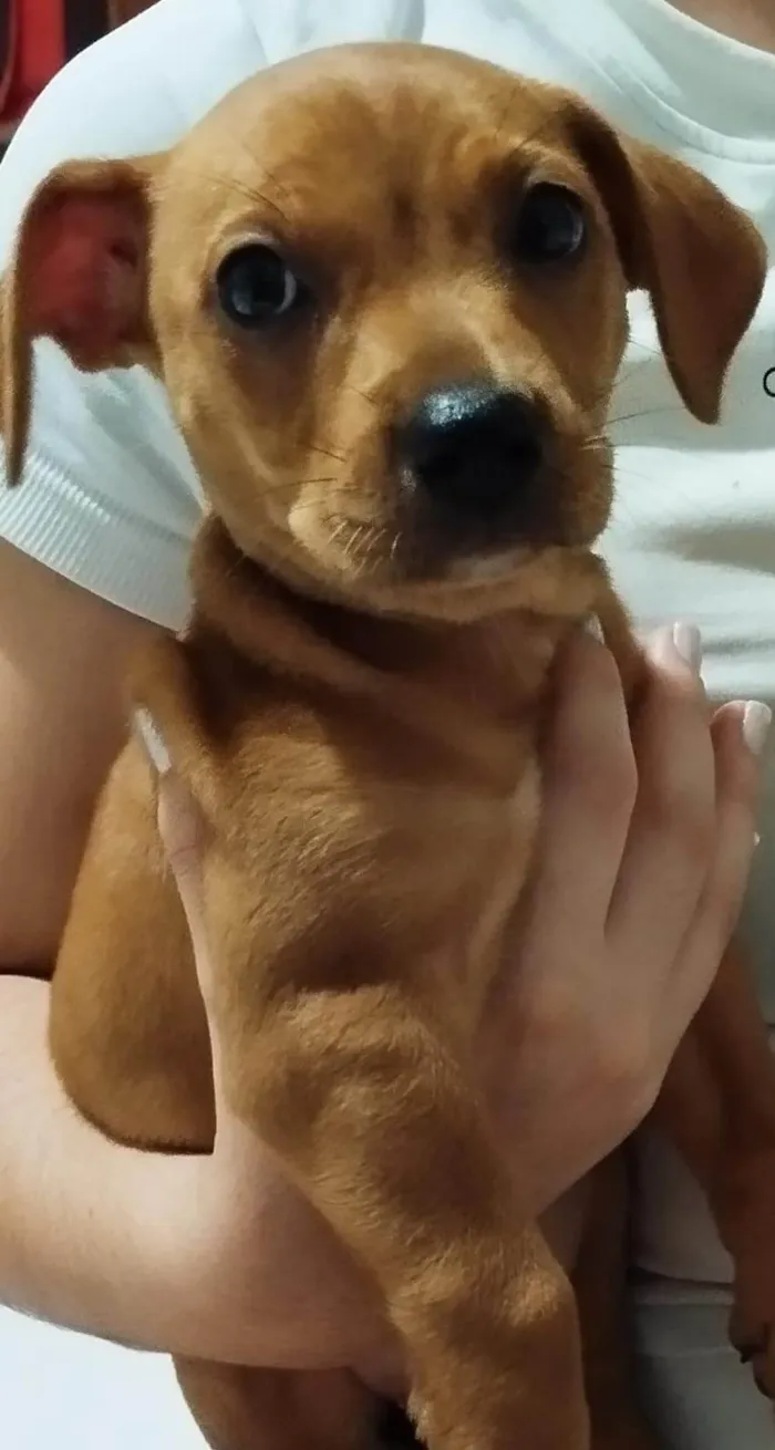 Cachorro ra a SRD-ViraLata idade 2 a 6 meses nome Mel