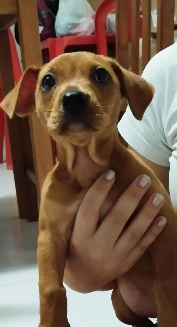 Cachorro ra a SRD-ViraLata idade 2 a 6 meses nome Mel