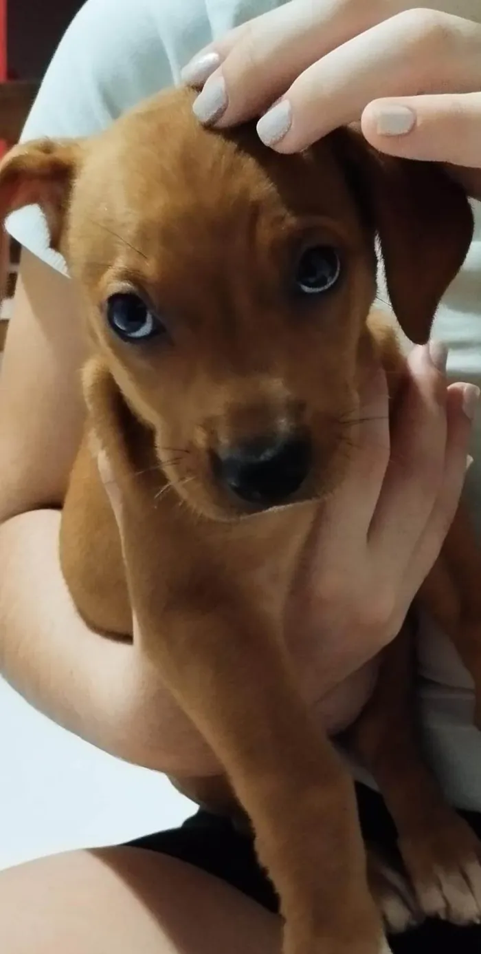 Cachorro ra a SRD-ViraLata idade 2 a 6 meses nome Mel