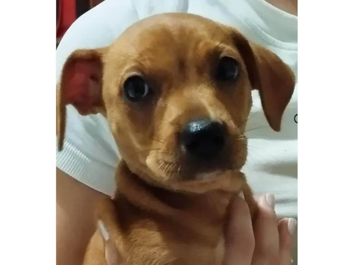 Cachorro ra a SRD-ViraLata idade 2 a 6 meses nome Mel