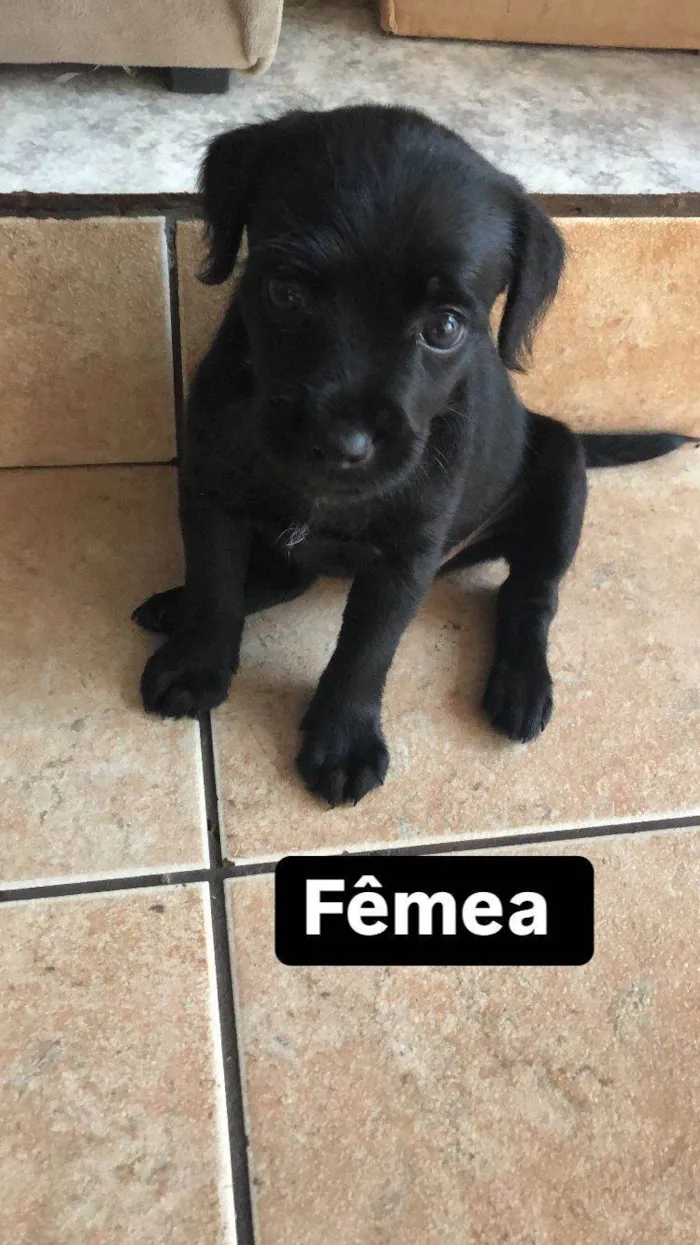 Cachorro ra a SRD-ViraLata idade Abaixo de 2 meses nome Filhotes lindos