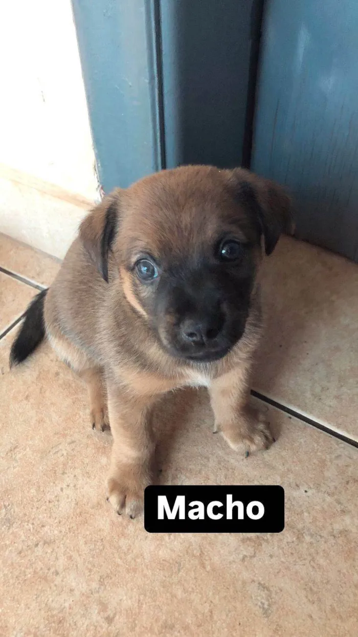 Cachorro ra a SRD-ViraLata idade Abaixo de 2 meses nome Filhotes lindos