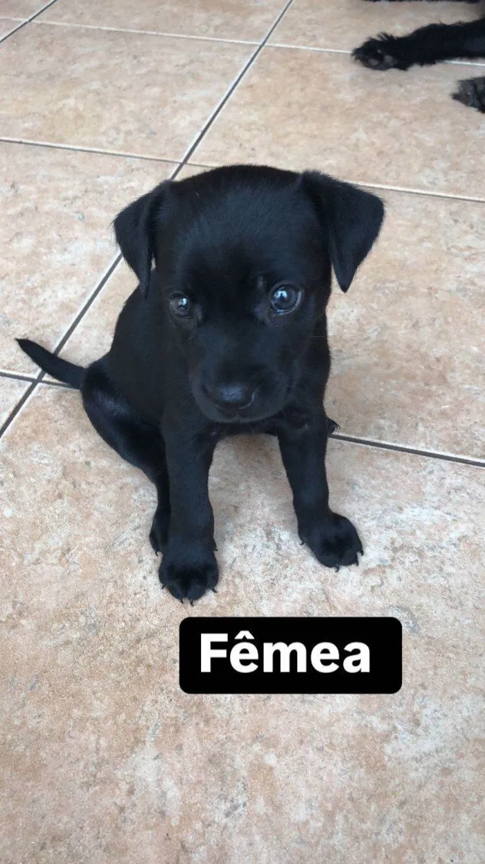 Cachorro ra a SRD-ViraLata idade Abaixo de 2 meses nome Filhotes lindos