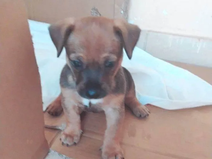 Cachorro ra a SRD-ViraLata idade Abaixo de 2 meses nome Filhotes lindos