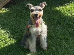 Cachorro raça Shnauzer idade 4 anos nome Otto