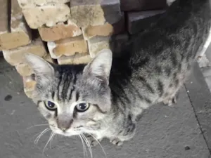 Gato raça SRD-ViraLata idade 4 anos nome Fofinho