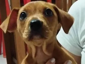 Cachorro raça SRD-ViraLata idade 2 a 6 meses nome Mel