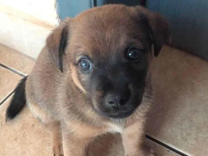 Cachorro ra a SRD-ViraLata idade Abaixo de 2 meses nome Filhotes lindos