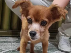 Cachorro raça SRD-ViraLata idade 2 anos nome Sem nome