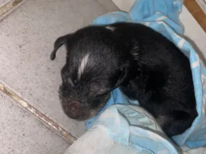 Cachorro raça SRD-ViraLata idade Abaixo de 2 meses nome Sem nome 