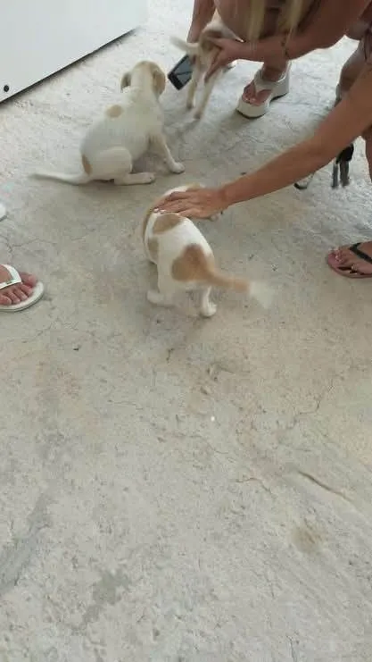 Cachorro ra a SRD-ViraLata idade Abaixo de 2 meses nome LEANDRO SURACCI DE CAMPOS CAMARGO