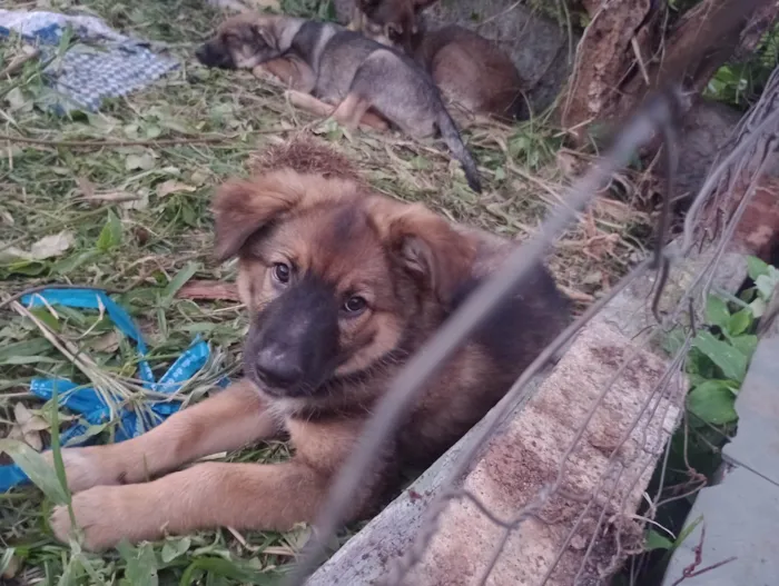 Cachorro ra a SRD-ViraLata idade 2 a 6 meses nome Caco