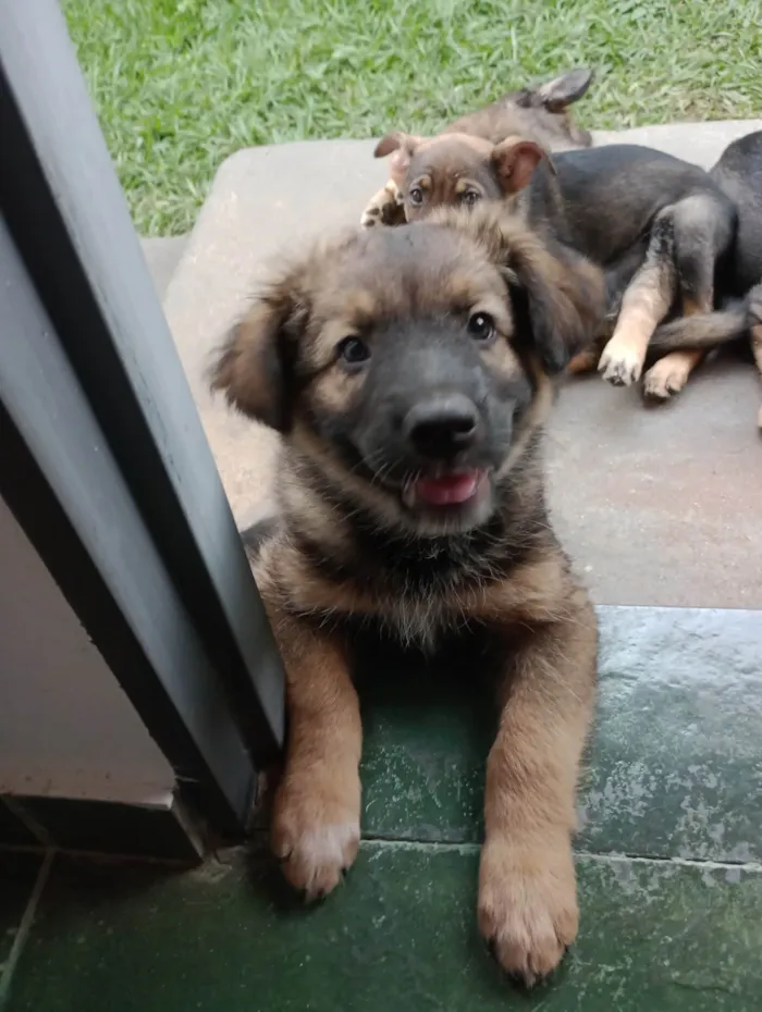 Cachorro ra a SRD-ViraLata idade 2 a 6 meses nome Caco