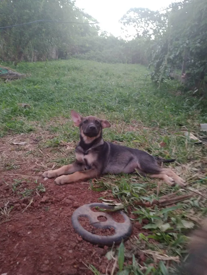 Cachorro ra a SRD-ViraLata idade 2 a 6 meses nome Teco 