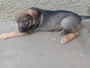 Cachorro raça SRD-ViraLata idade 2 a 6 meses nome Teco 