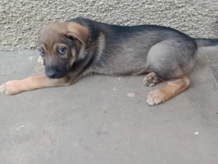 Cachorro ra a SRD-ViraLata idade 2 a 6 meses nome Teco 