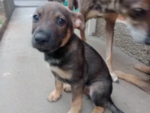 Cachorro raça SRD-ViraLata idade 2 a 6 meses nome Isa