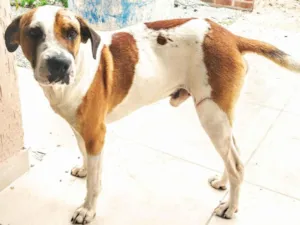 Cachorro raça SRD-ViraLata idade 2 anos nome Cãozinho 