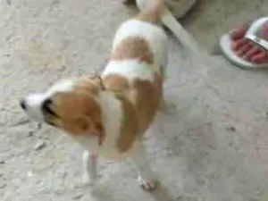 Cachorro raça SRD-ViraLata idade Abaixo de 2 meses nome LEANDRO SURACCI DE CAMPOS CAMARGO