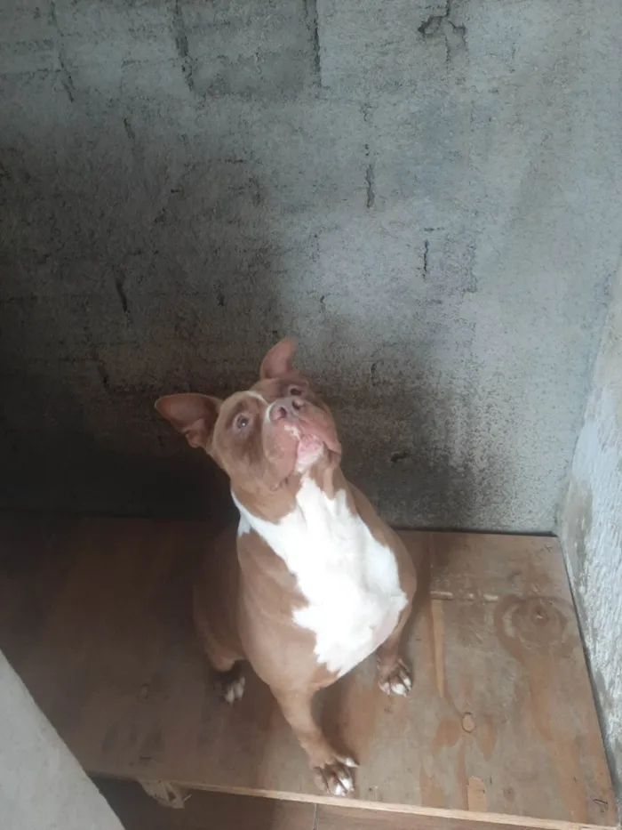 Cachorro ra a Pit-Bull idade 4 anos nome Shedow