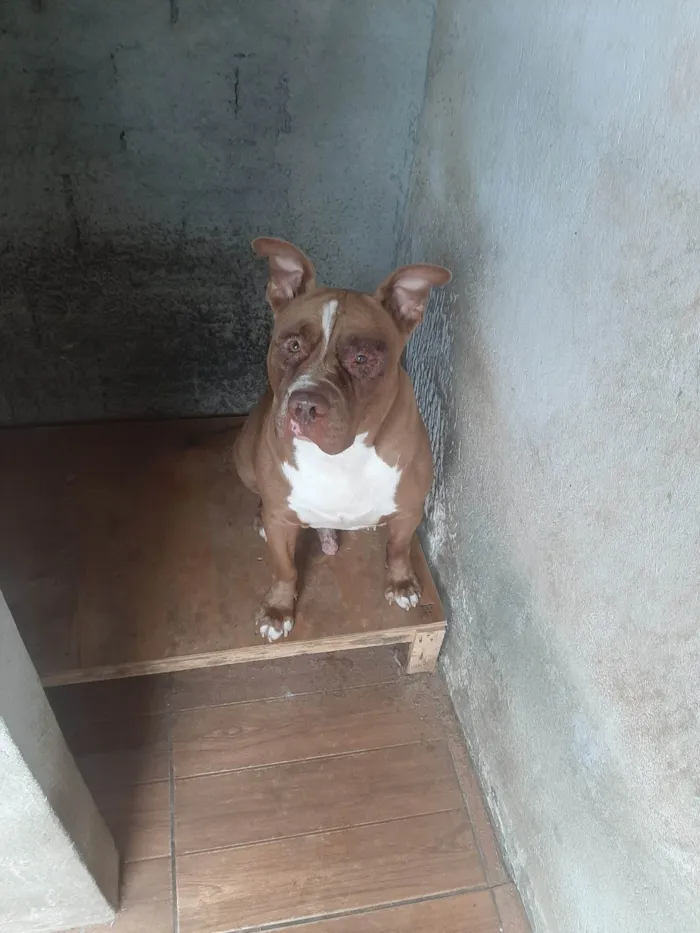 Cachorro ra a Pit-Bull idade 4 anos nome Shedow