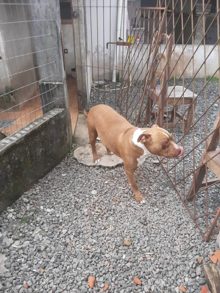 Cachorro ra a Pit-Bull idade 4 anos nome Shedow