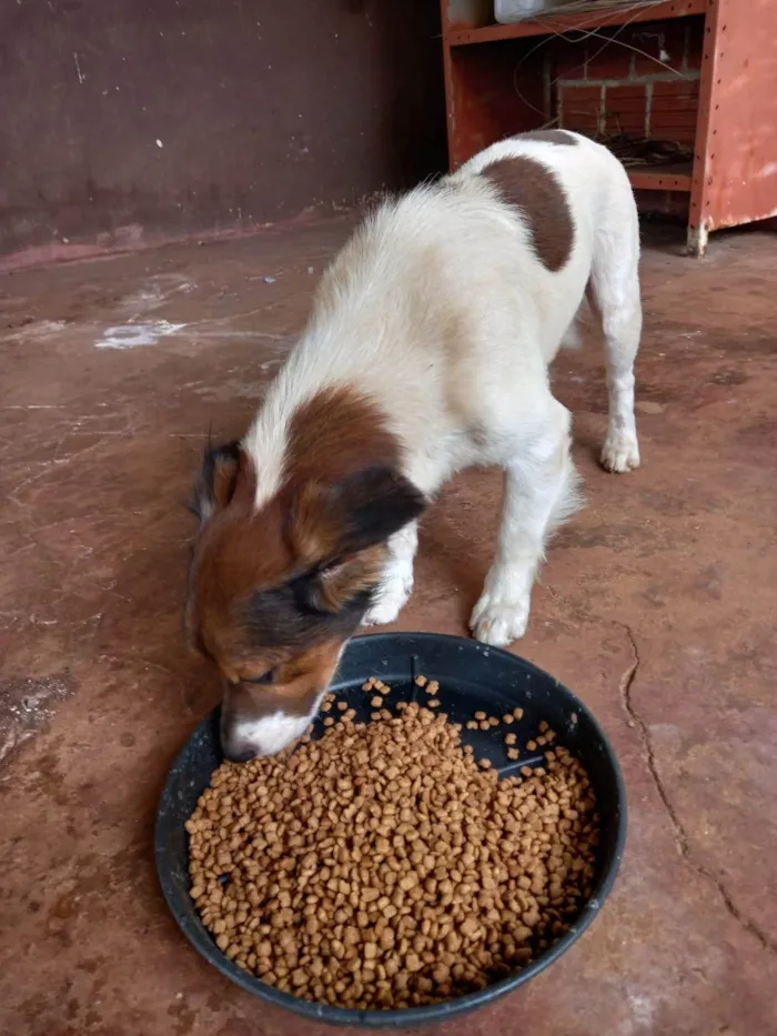 Cachorro ra a SRD-ViraLata idade 5 anos nome TOBY