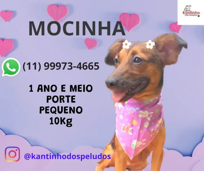 Cachorro ra a SRD-ViraLata idade 1 ano nome Mocinha