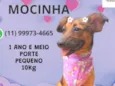 Mocinha