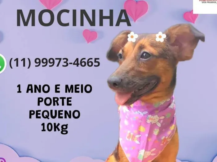 Cachorro ra a SRD-ViraLata idade 1 ano nome Mocinha