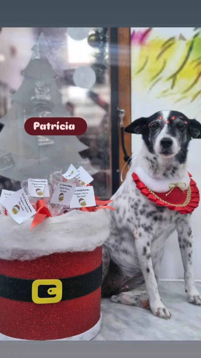 Cachorro ra a SRD-ViraLata idade 6 ou mais anos nome Patrícia