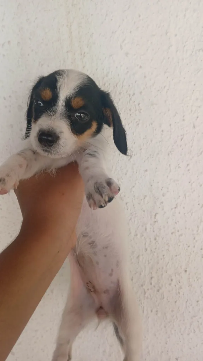 Cachorro ra a Basset-Cofap idade Abaixo de 2 meses nome Sem nome