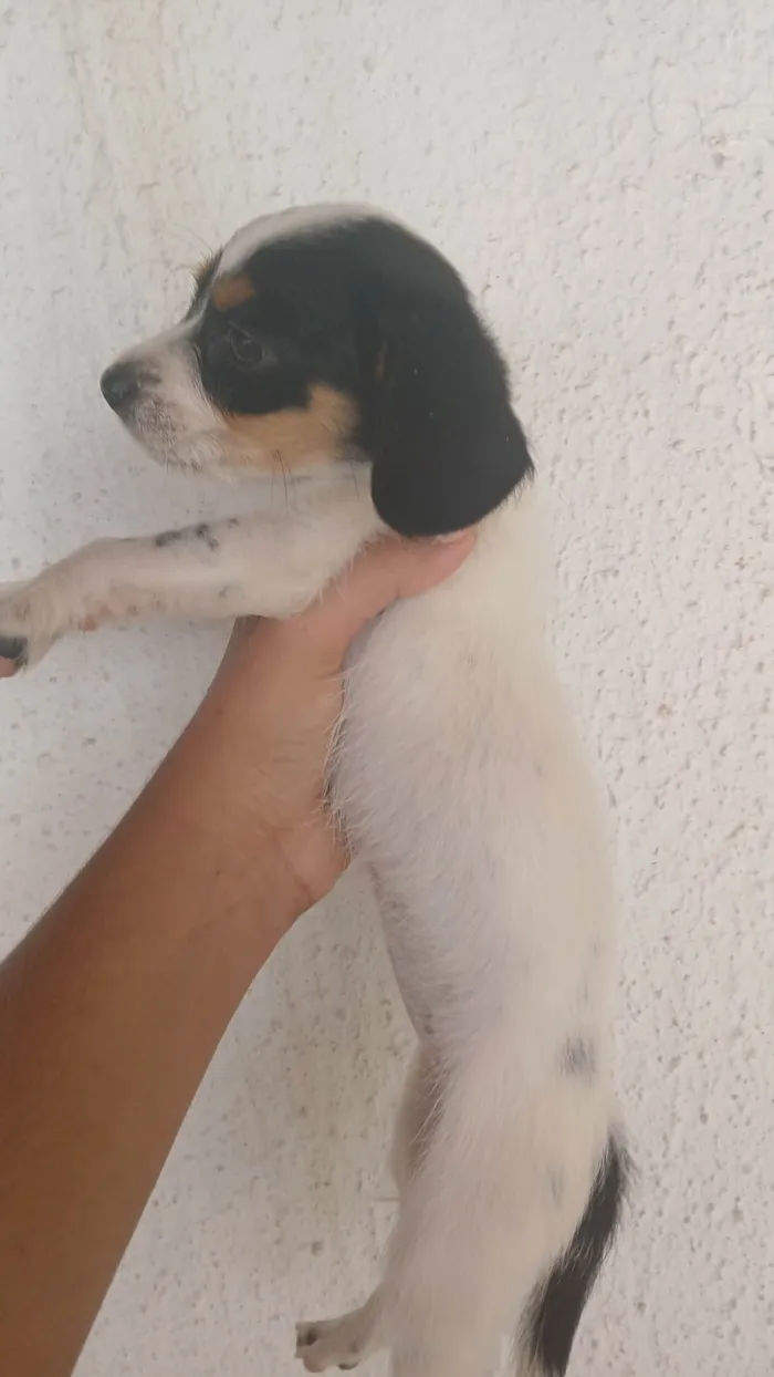 Cachorro ra a Basset-Cofap idade Abaixo de 2 meses nome Sem nome