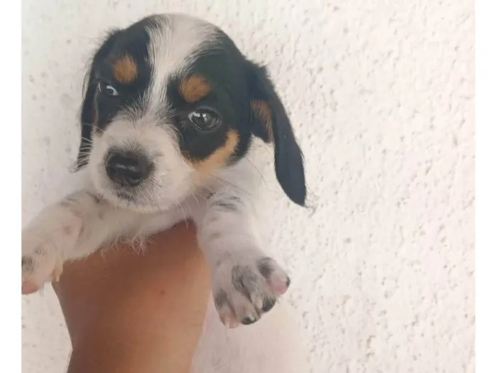 Cachorro ra a Basset-Cofap idade Abaixo de 2 meses nome Sem nome