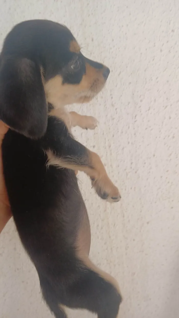 Cachorro ra a Basset-Cofap idade Abaixo de 2 meses nome Sem nome