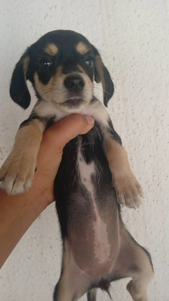 Cachorro ra a Basset-Cofap idade Abaixo de 2 meses nome Sem nome