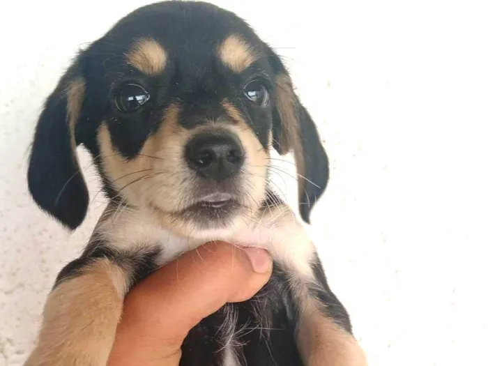 Cachorro ra a Basset-Cofap idade Abaixo de 2 meses nome Sem nome