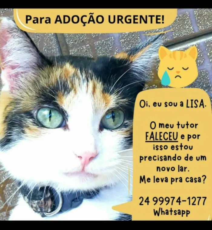 Gato ra a SRD-ViraLata idade 4 anos nome Lisa