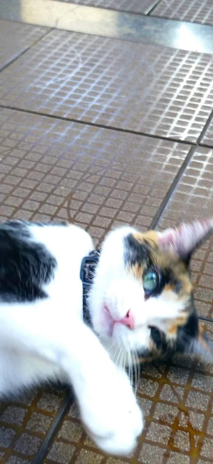 Gato ra a SRD-ViraLata idade 4 anos nome Lisa